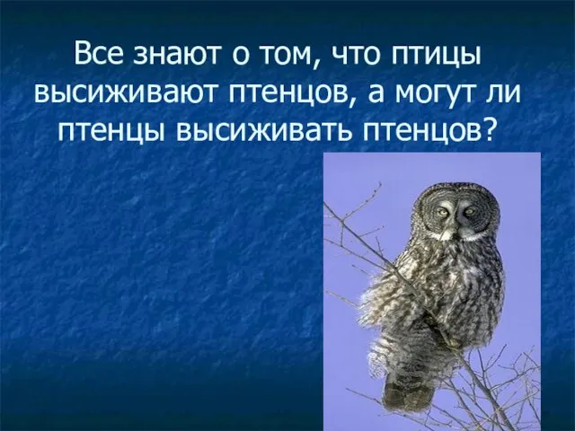 Все знают о том, что птицы высиживают птенцов, а могут ли птенцы высиживать птенцов?