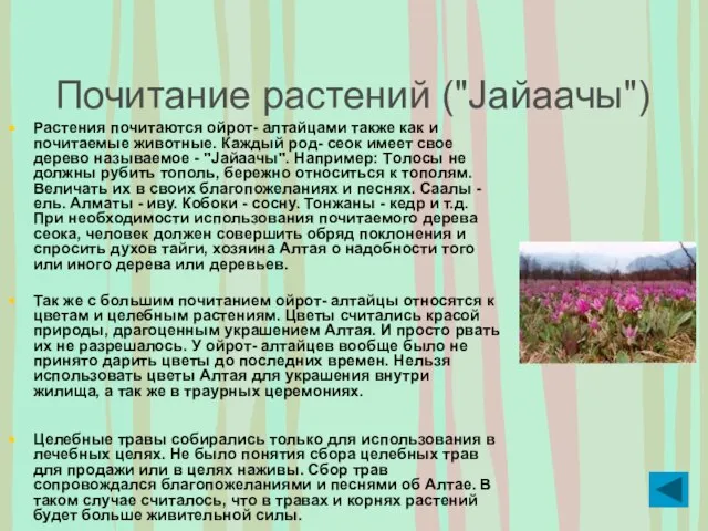 Почитание растений ("Jайаачы") Растения почитаются ойрот- алтайцами также как и почитаемые
