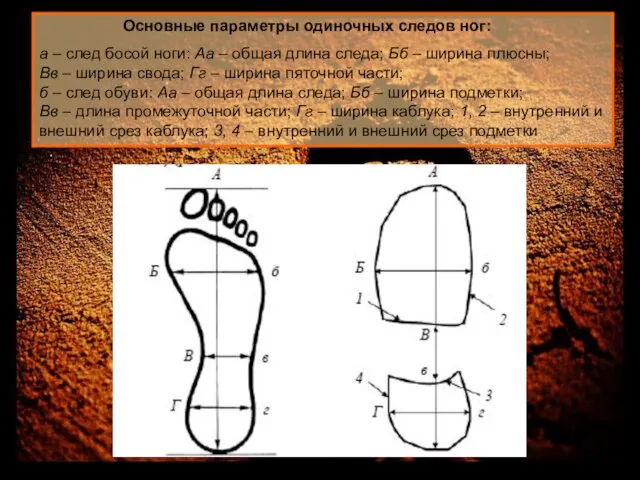 Основные параметры одиночных следов ног: а – след босой ноги: Аа