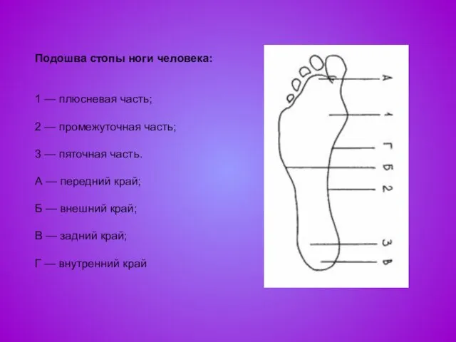 Подошва стопы ноги человека: 1 — плюсневая часть; 2 — промежуточная