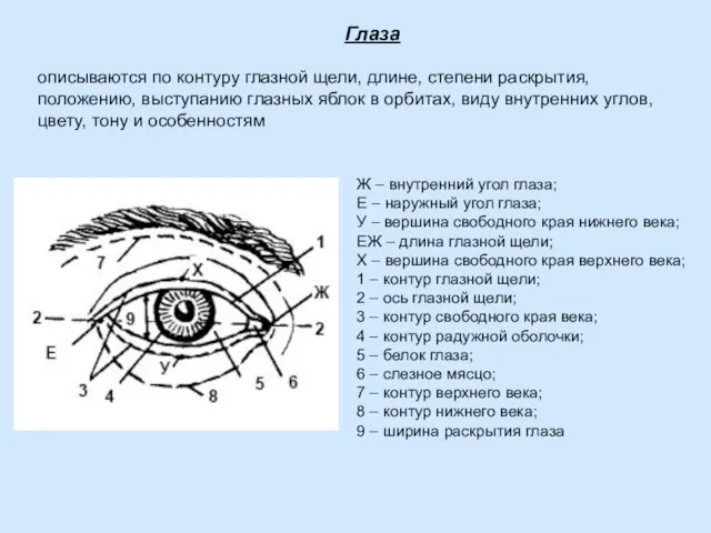 Глаза описываются по контуру глазной щели, длине, степени раскрытия, положению, выступанию