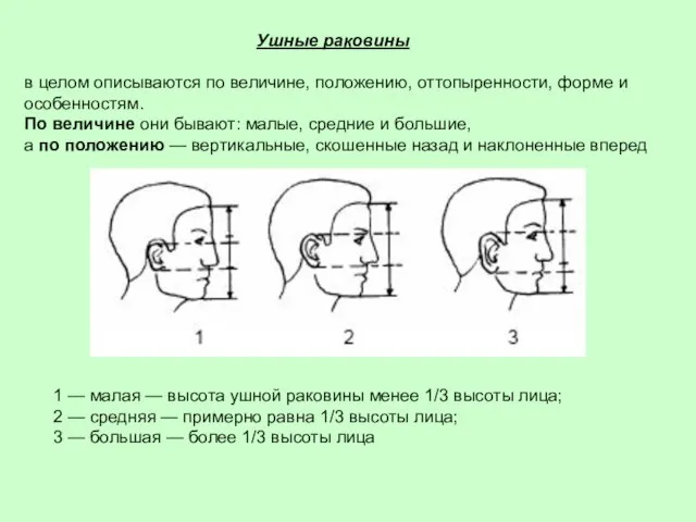 Ушные раковины в целом описываются по величине, положению, оттопыренности, форме и