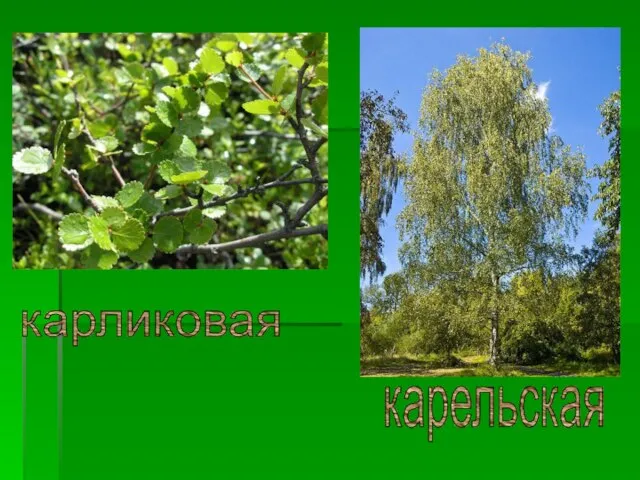 карликовая карельская