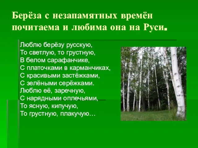 Берёза с незапамятных времён почитаема и любима она на Руси. Люблю