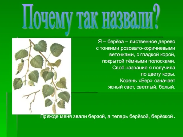 Я – берёза – лиственное дерево с тонкими розовато-коричневыми веточками, с