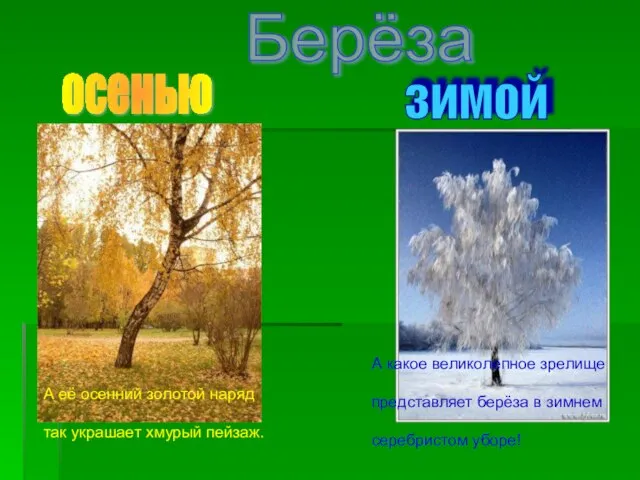 Берёза А её осенний золотой наряд так украшает хмурый пейзаж. осенью