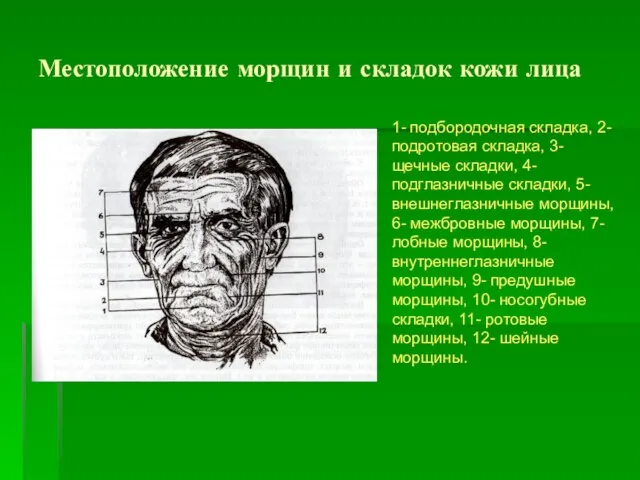 Местоположение морщин и складок кожи лица 1- подбородочная складка, 2- подротовая