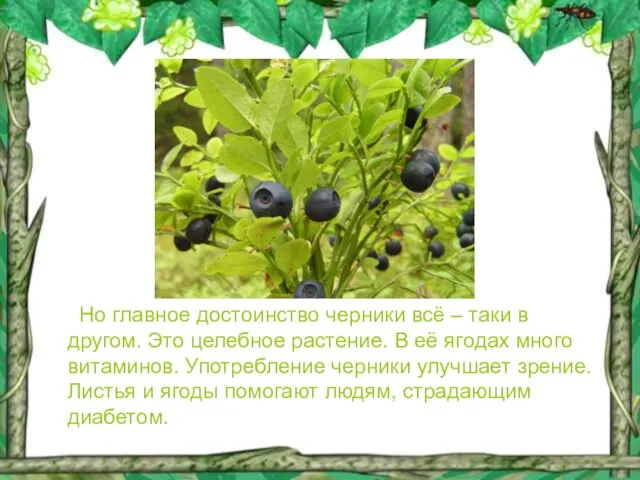 Но главное достоинство черники всё – таки в другом. Это целебное