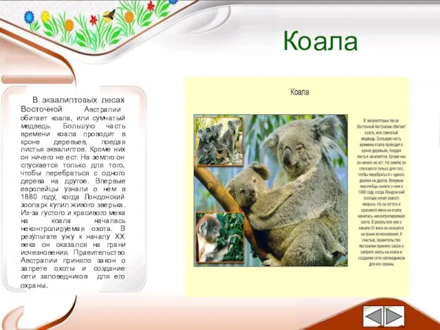 Коала В эквалиптовых лесах Восточной Австралии обитает коала, или сумчатый медведь.