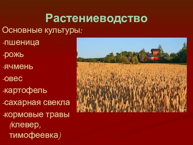 Растениеводство Основные культуры: -пшеница -рожь -ячмень -овес -картофель -сахарная свекла -кормовые травы (клевер, тимофеевка)