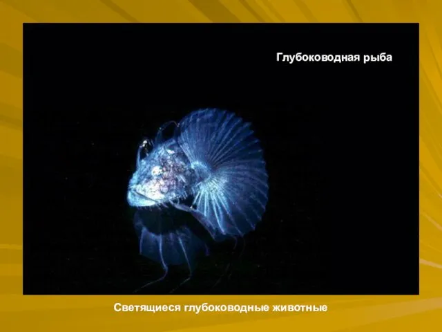 Глубоководная рыба Светящиеся глубоководные животные