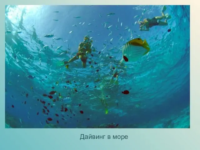 Дайвинг в море