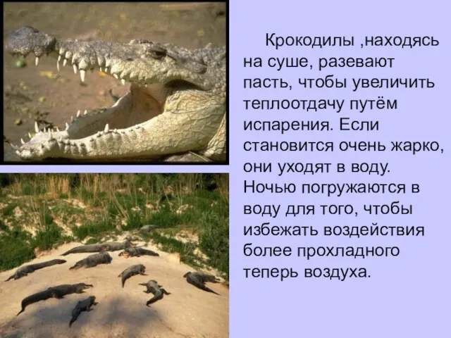 Крокодилы ,находясь на суше, разевают пасть, чтобы увеличить теплоотдачу путём испарения.