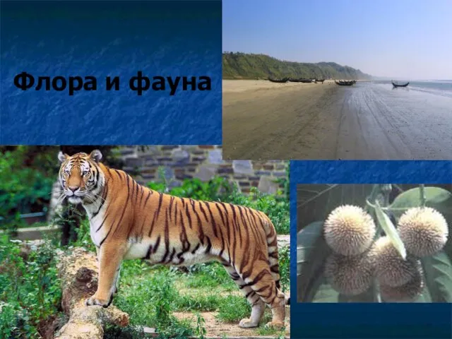 Флора и фауна