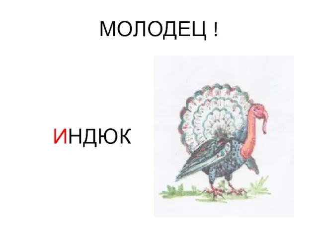 МОЛОДЕЦ ! ИНДЮК