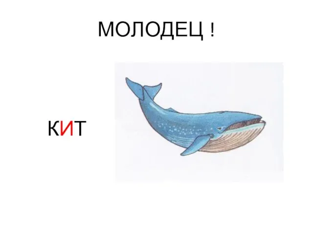 МОЛОДЕЦ ! КИТ