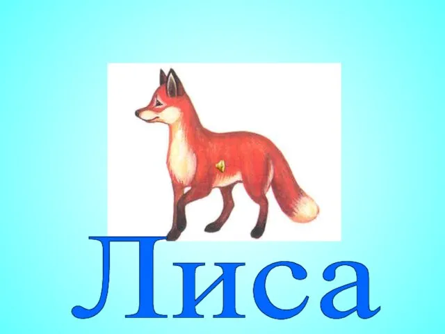 Лиса