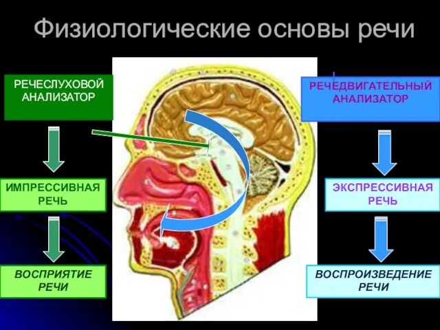 Физиологические основы речи РЕЧЕДВИГАТЕЛЬНЫЙ АНАЛИЗАТОР РЕЧЕСЛУХОВОЙ АНАЛИЗАТОР ЭКСПРЕССИВНАЯ РЕЧЬ ИМПРЕССИВНАЯ РЕЧЬ ВОСПРИЯТИЕ РЕЧИ ВОСПРОИЗВЕДЕНИЕ РЕЧИ