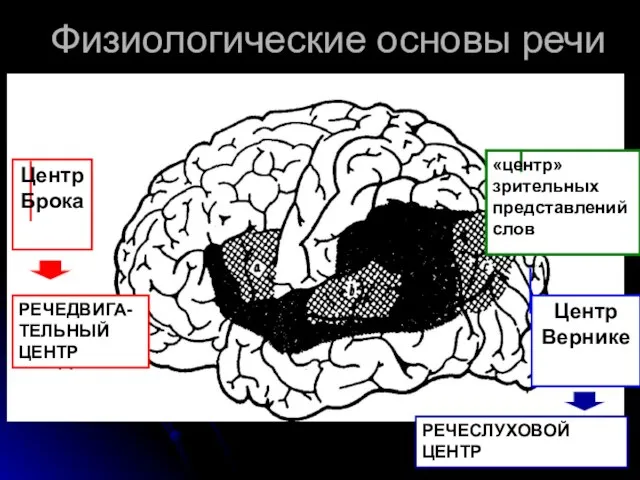 Физиологические основы речи Центр Брока Центр Вернике «центр» зрительных представлений слов РЕЧЕДВИГА-ТЕЛЬНЫЙ ЦЕНТР РЕЧЕСЛУХОВОЙ ЦЕНТР