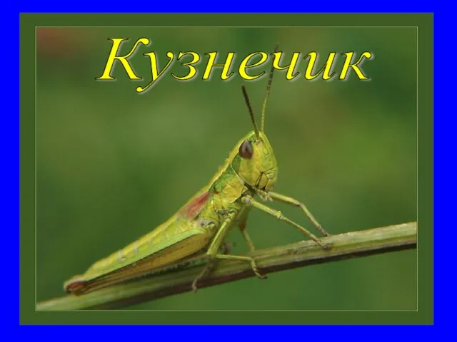 Кузнечик