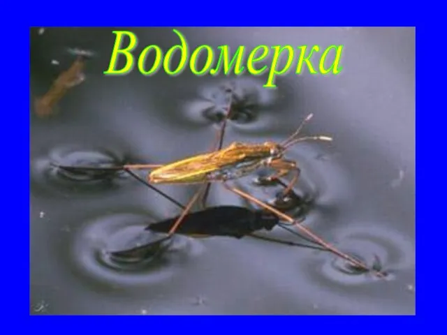 Водомерка