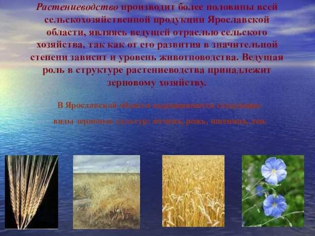 Растениеводство производит более половины всей сельскохозяйственной продукции Ярославской области, являясь ведущей