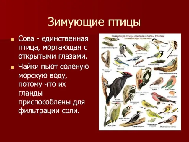 Зимующие птицы Сова - единственная птица, моргающая с открытыми глазами. Чайки