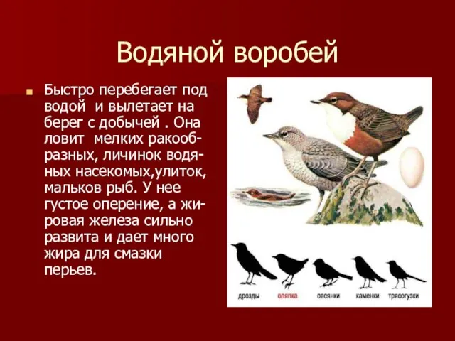 Водяной воробей Быстро перебегает под водой и вылетает на берег с