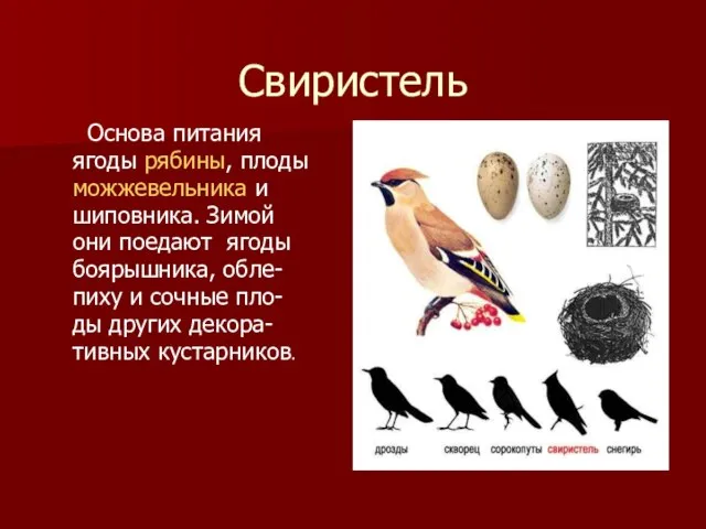 Свиристель Основа питания ягоды рябины, плоды можжевельника и шиповника. Зимой они