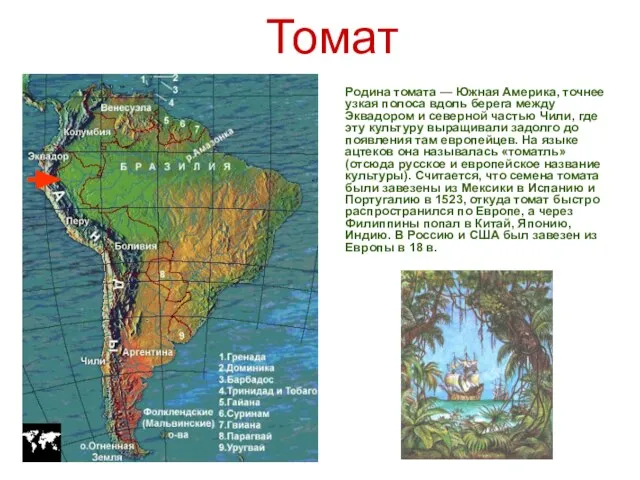 Родина томата — Южная Америка, точнее узкая полоса вдоль берега между