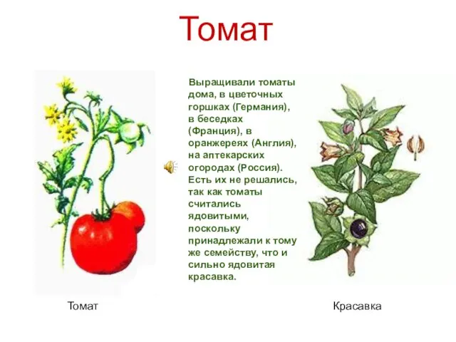 Томат Красавка Томат Выращивали томаты дома, в цветочных горшках (Германия), в