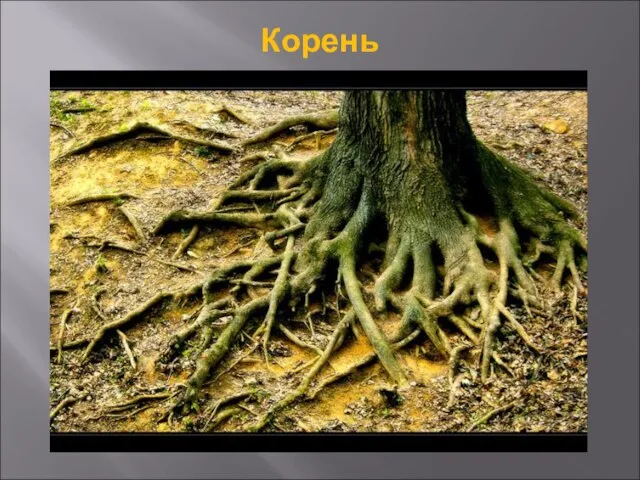 Корень