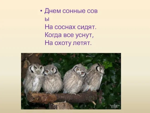 Днем сонные совы На соснах сидят. Когда все уснут, На охоту летят.