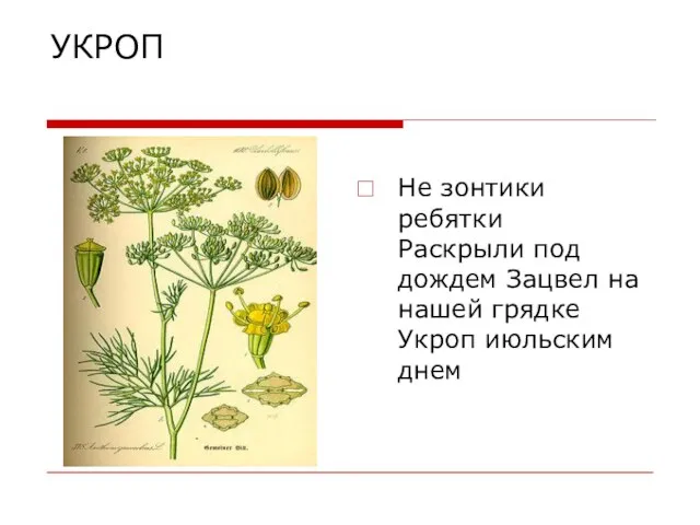 УКРОП Не зонтики ребятки Раскрыли под дождем Зацвел на нашей грядке Укроп июльским днем