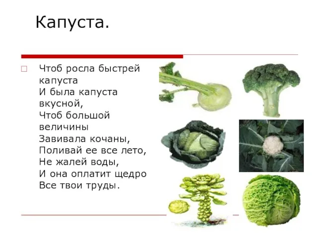 Капуста. Чтоб росла быстрей капуста И была капуста вкусной, Чтоб большой