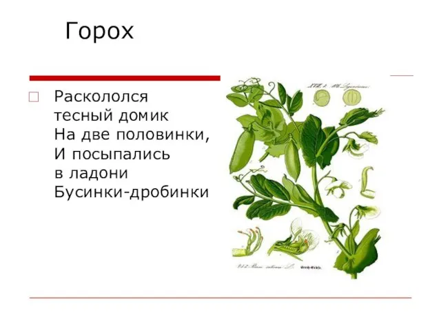 Горох Раскололся тесный домик На две половинки, И посыпались в ладони Бусинки-дробинки