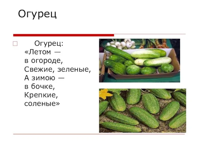 Огурец Огурец: «Летом — в огороде, Свежие, зеленые, А зимою — в бочке, Крепкие, соленые»