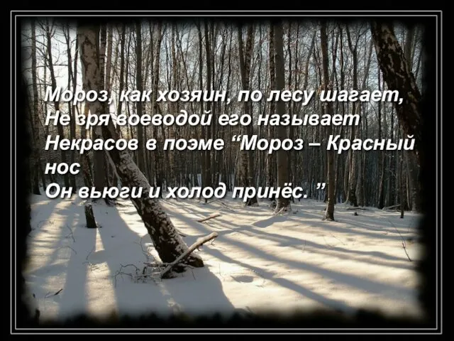 Мороз, как хозяин, по лесу шагает, Не зря воеводой его называет