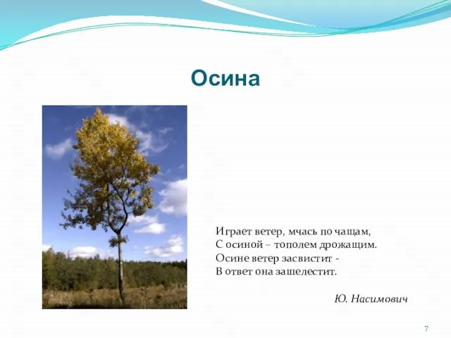 Осина Играет ветер, мчась по чащам, С осиной – тополем дрожащим.