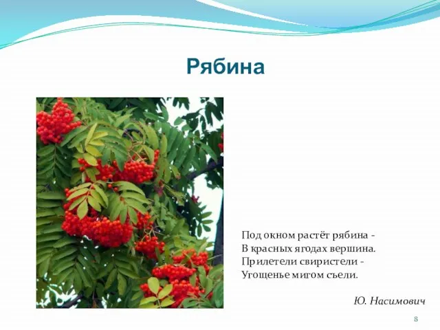 Рябина Под окном растёт рябина - В красных ягодах вершина. Прилетели