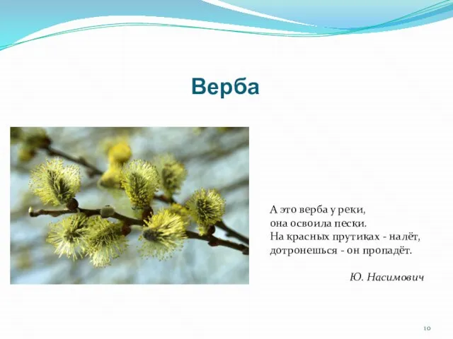 Верба А это верба у реки, она освоила пески. На красных