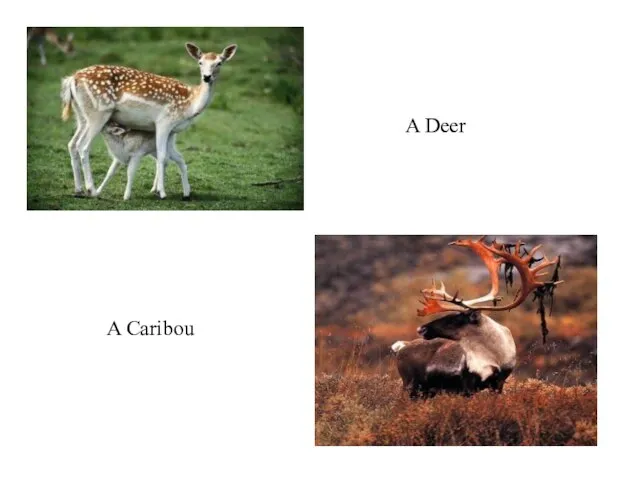 A Deer A Caribou