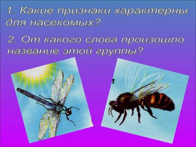 1. Какие признаки характерны для насекомых? 2. От какого слова произошло название этой группы?
