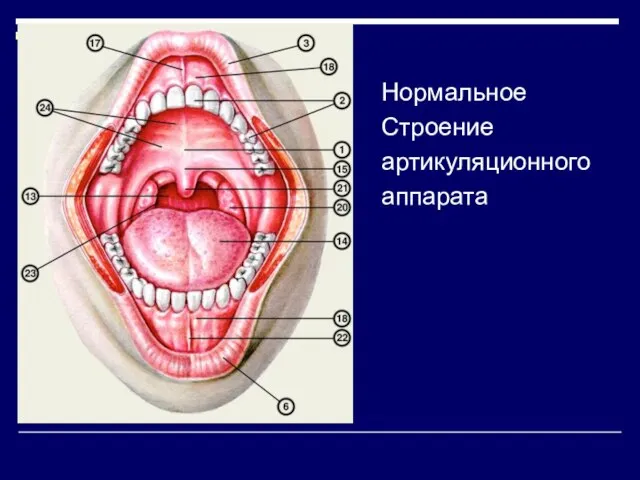 Нормальное Строение артикуляционного аппарата