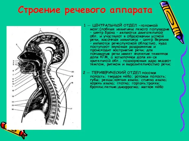 Строение речевого аппарата 1 — ЦЕНТРАЛЬНЫЙ ОТДЕЛ -головной мозг;(лобные извилины левого