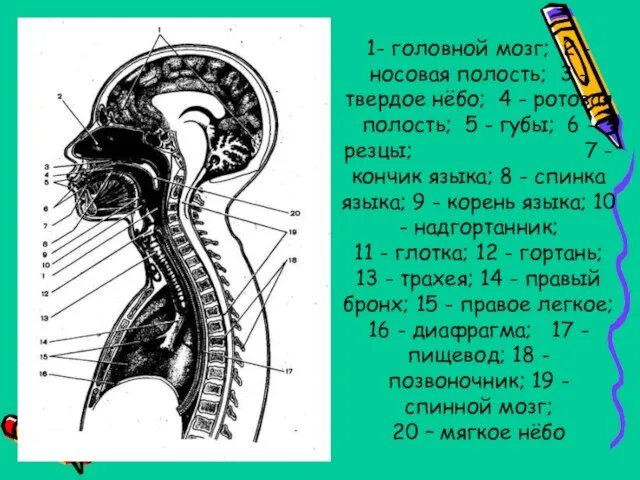 1- головной мозг; 2 - носовая полость; 3 - твердое нёбо;