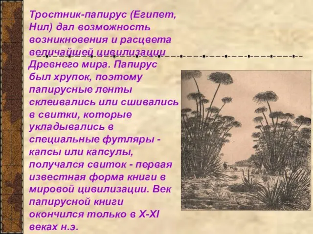Тростник-папирус (Египет, Нил) дал возможность возникновения и расцвета величайшей цивилизации Древнего