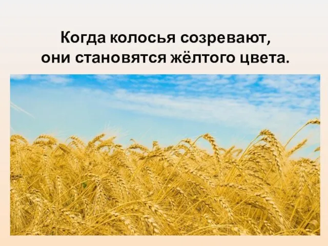 Когда колосья созревают, они становятся жёлтого цвета.