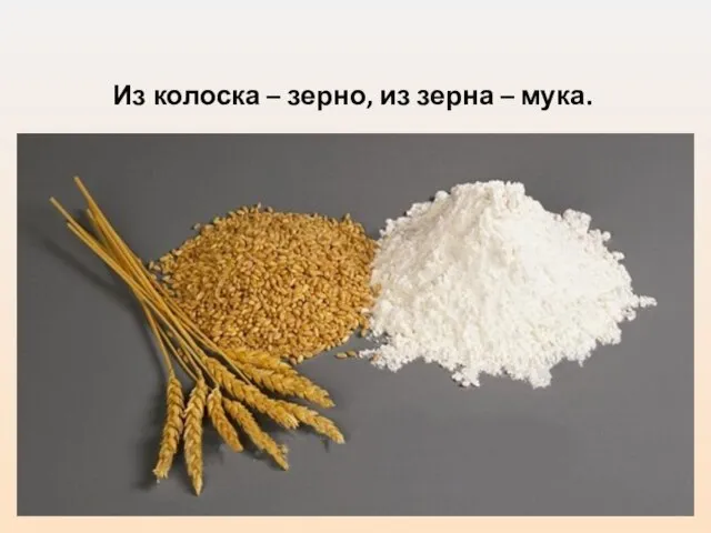 Из колоска – зерно, из зерна – мука.