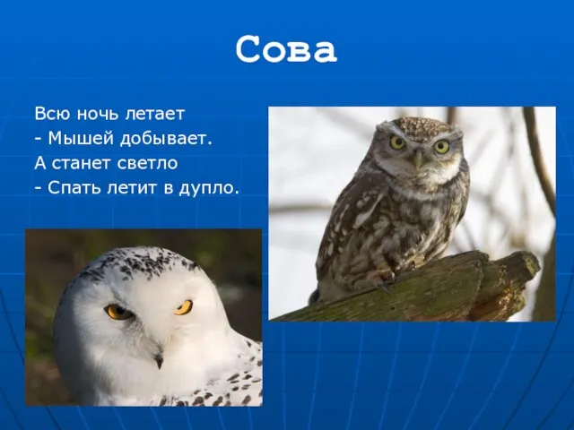 Сова Всю ночь летает - Мышей добывает. А станет светло - Спать летит в дупло.